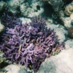 Corail australien