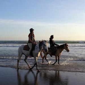 Chevaux sur la plage