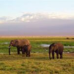 Elephant devant Kilimandjaro